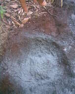 Image of Elephant foot yam