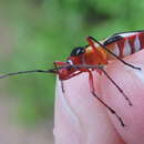 Image of Pale Red Bug