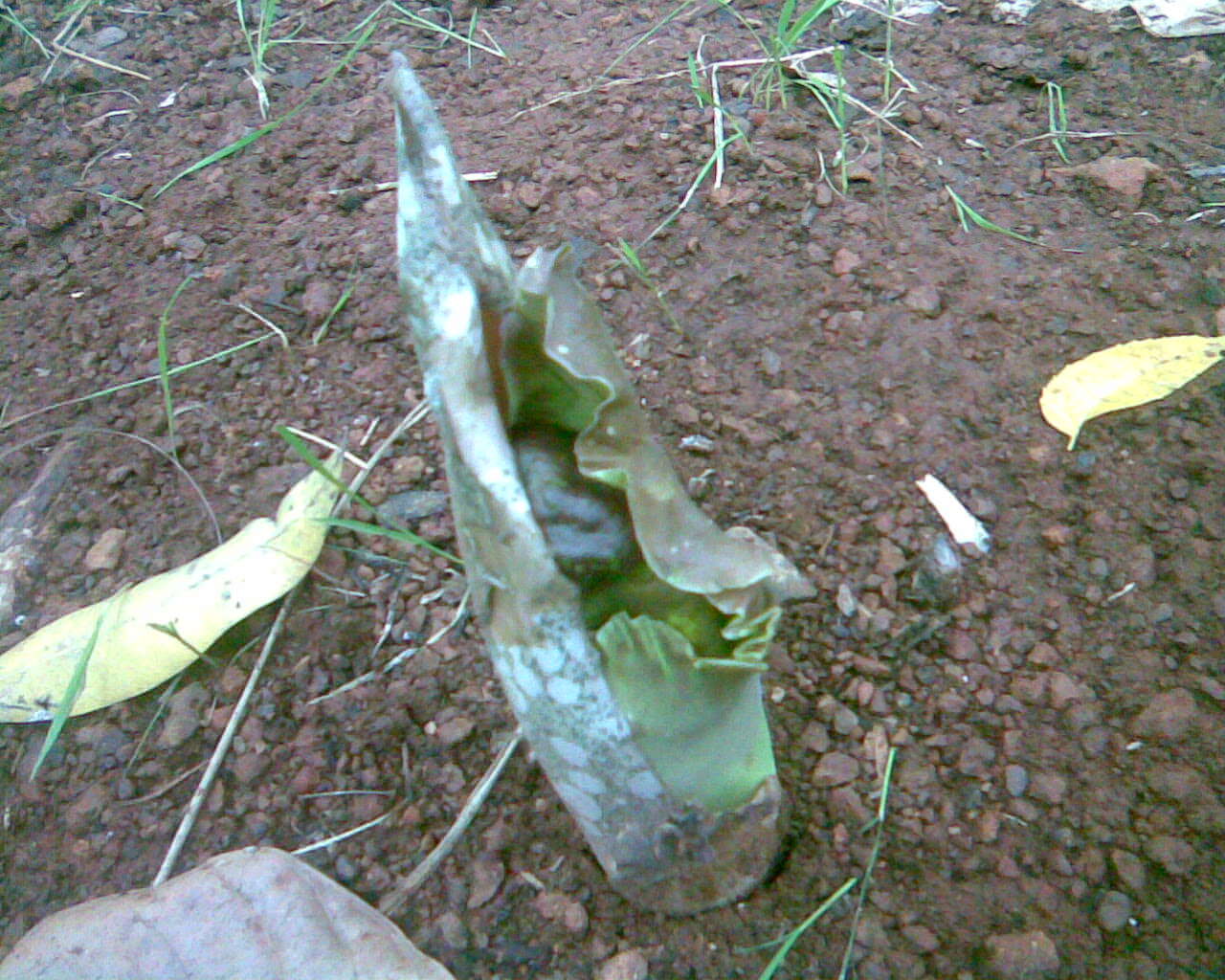 Image of Elephant foot yam