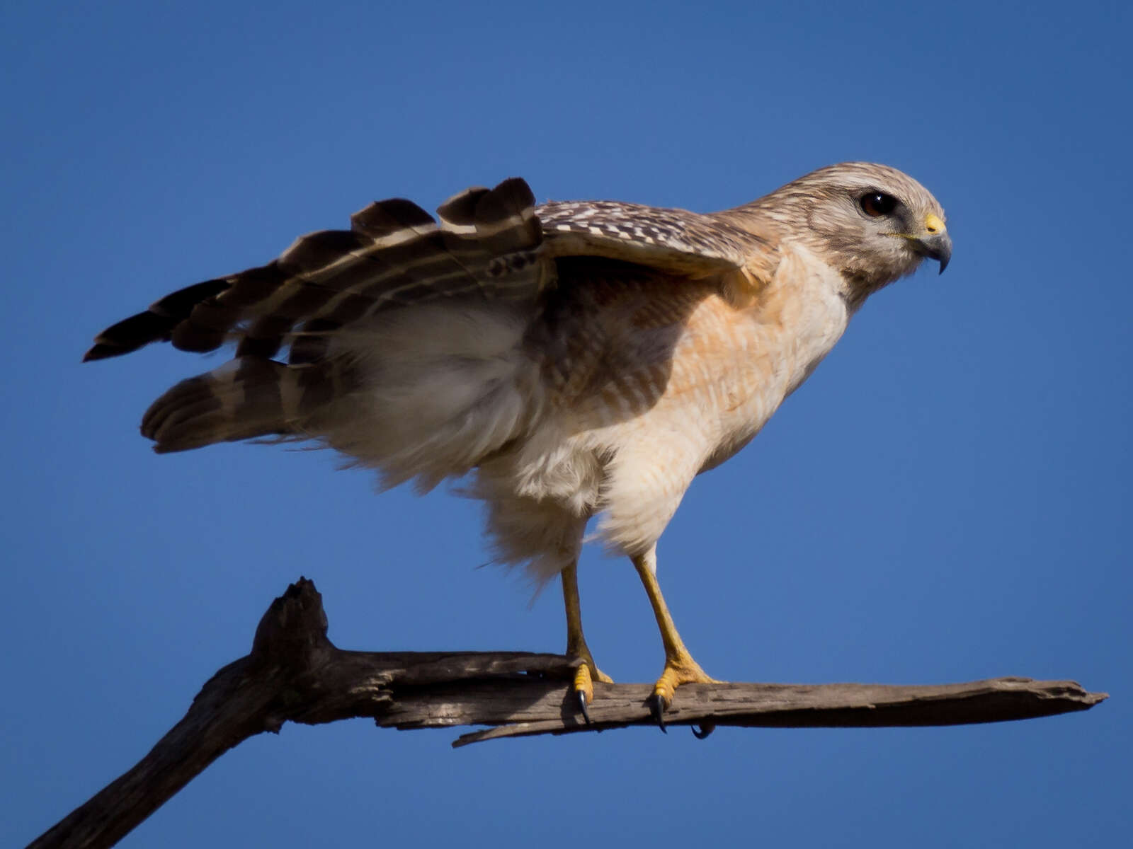 Image of Red-shouldered Hawk