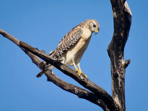 Image of Red-shouldered Hawk