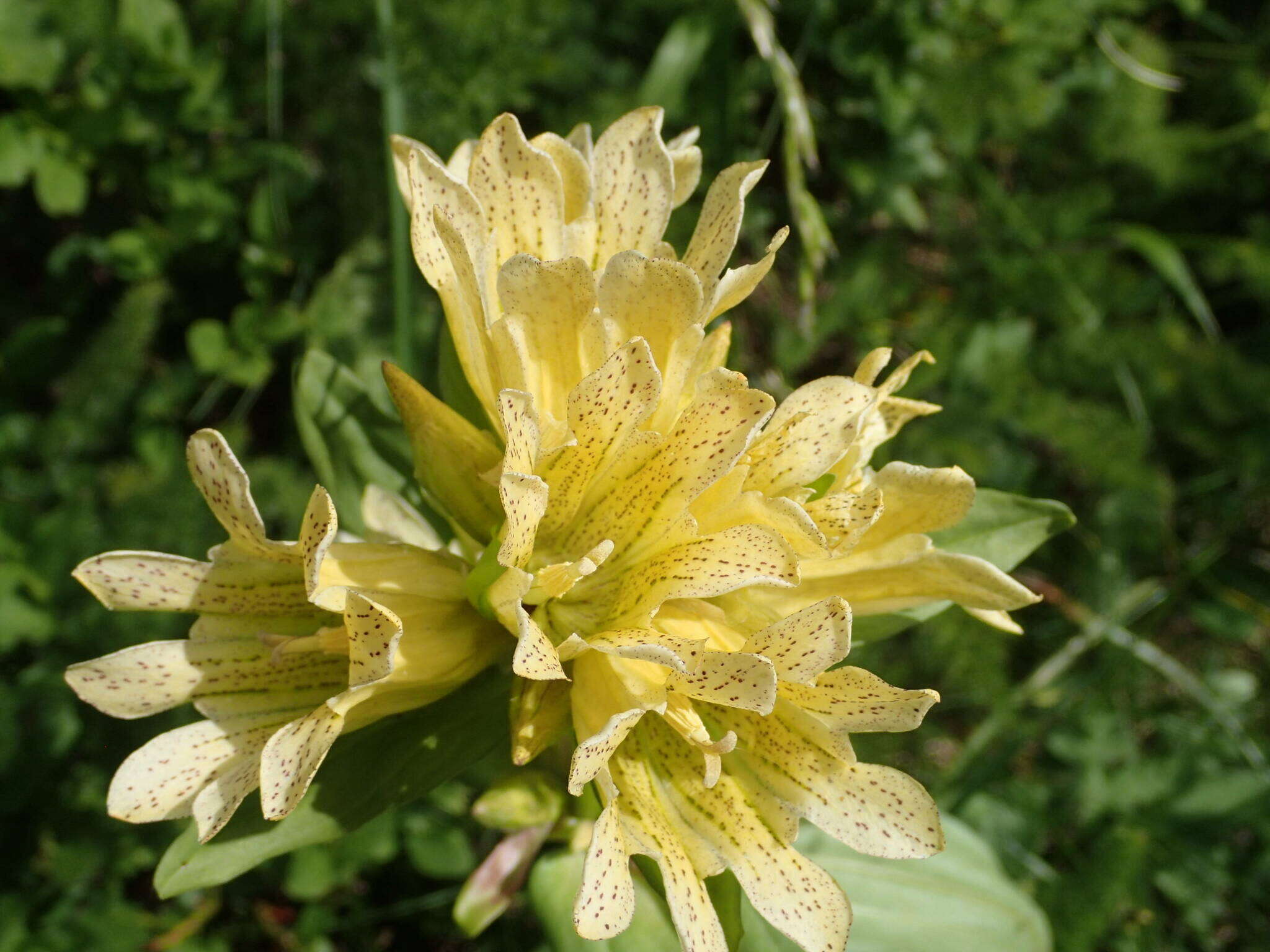 Image of Gentiana burseri subsp. burseri