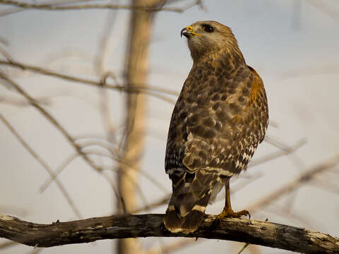 Image of Red-shouldered Hawk