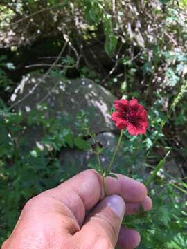 Image of scarlet cinquefoil