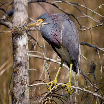 Image of Egretta Forster & T 1817