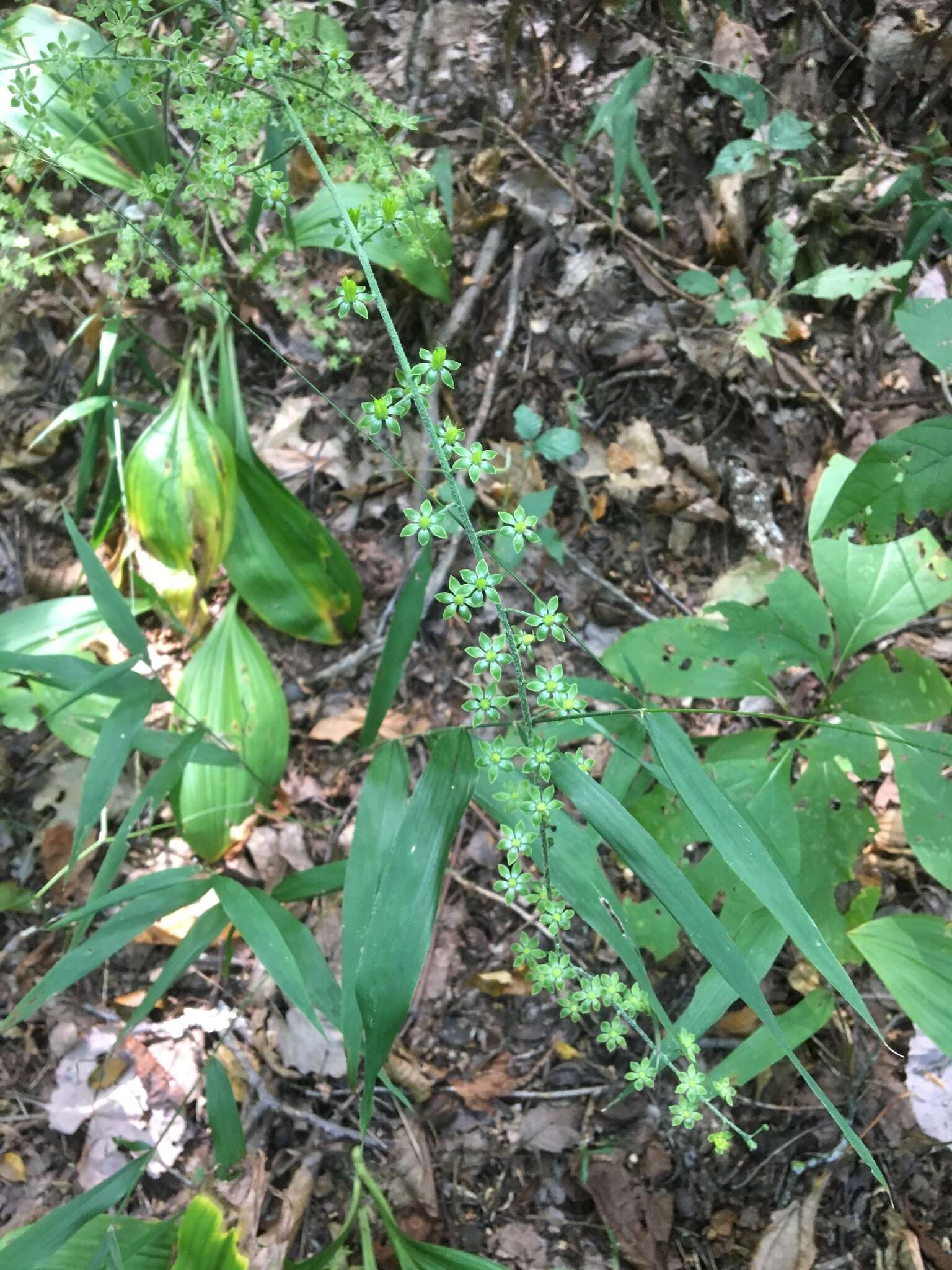 Image of Appalachian bunchflower