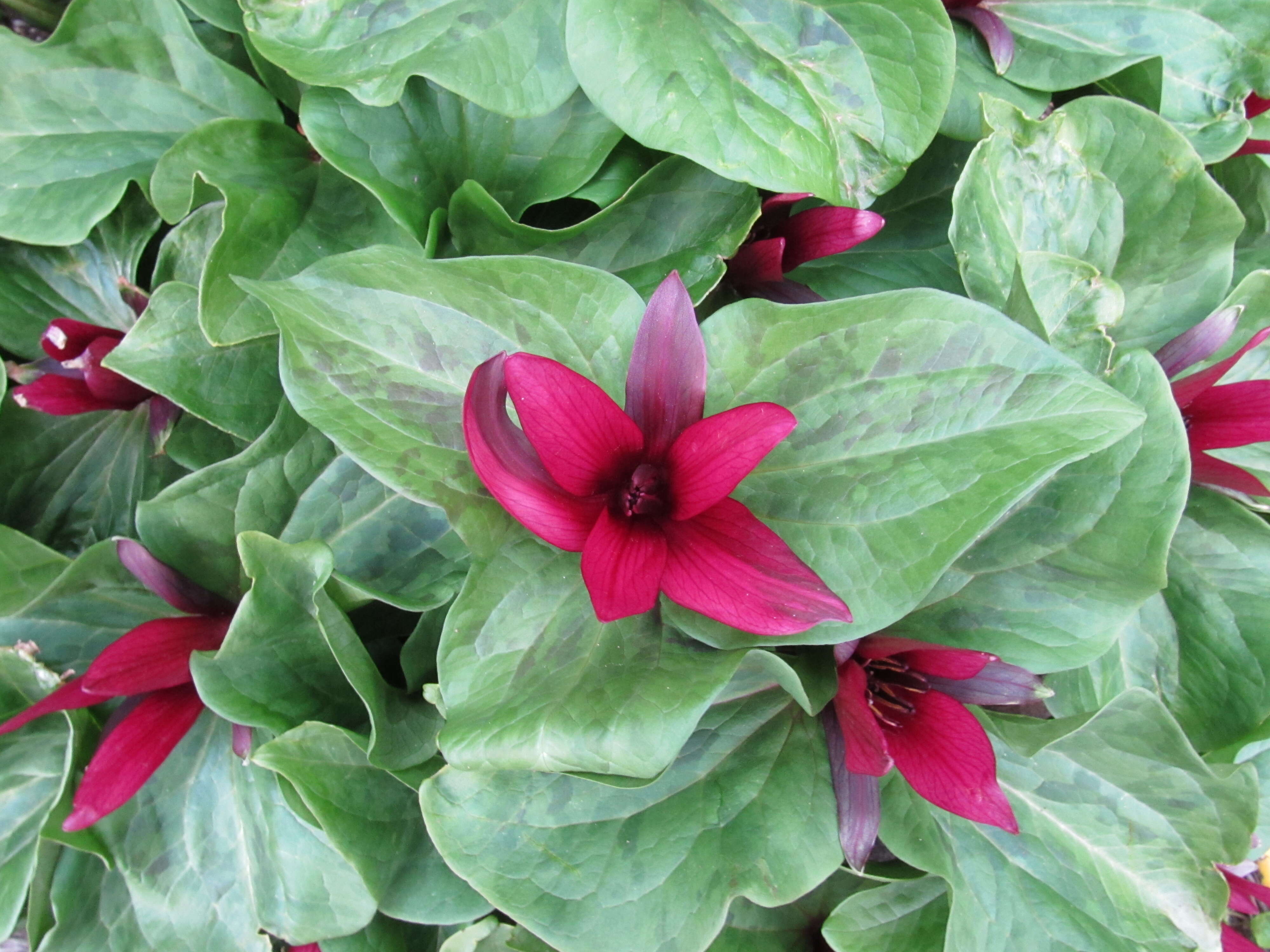 Imagem de Trillium chloropetalum (Torr.) Howell