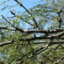 Image de Prosopis nigra Hieron.