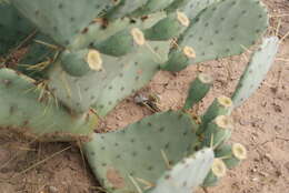 Image of Common Spotted Whiptail