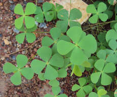 Plancia ëd Marsilea quadrifolia L.