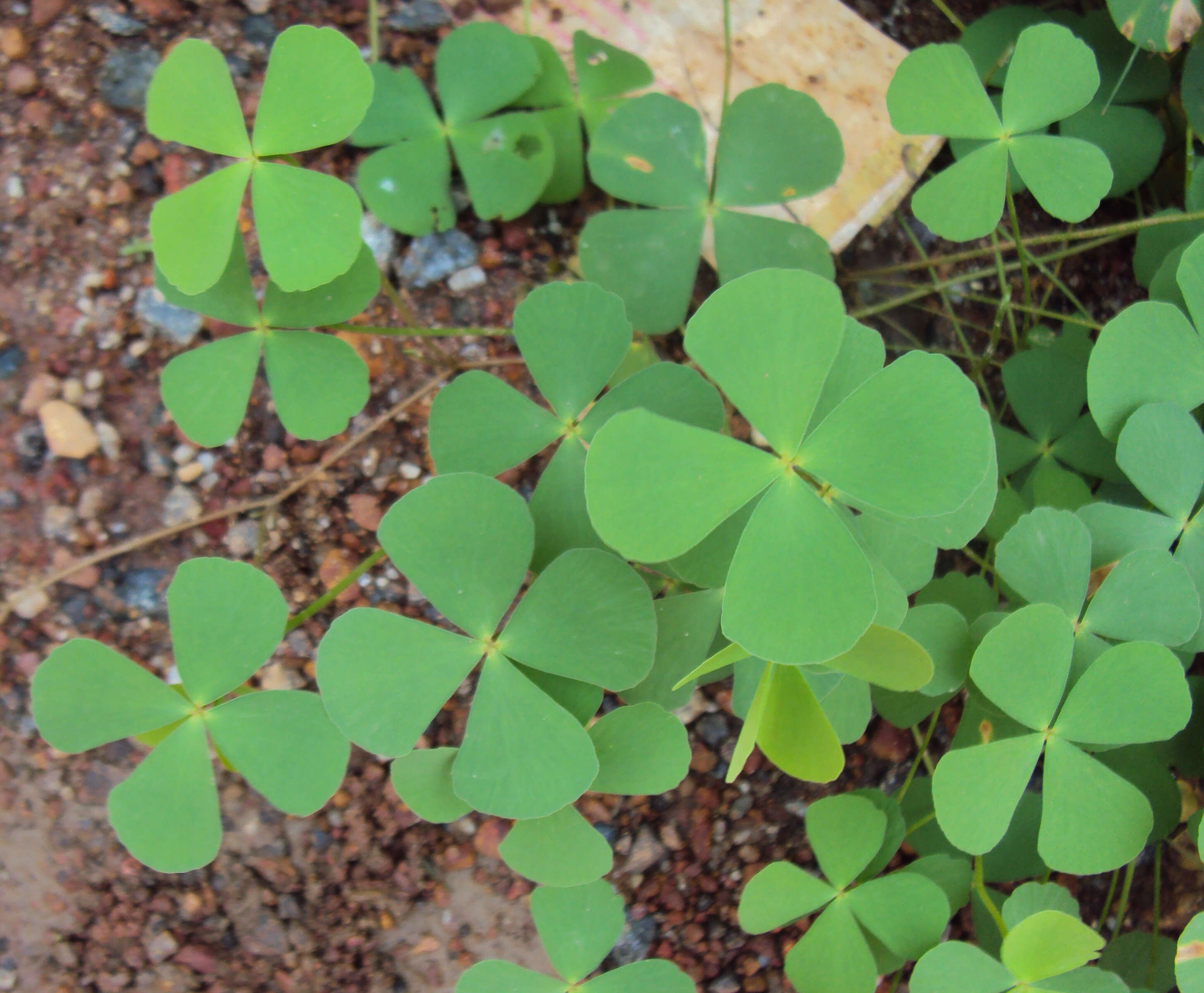 Plancia ëd Marsilea quadrifolia L.