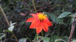 Image of red dahlia