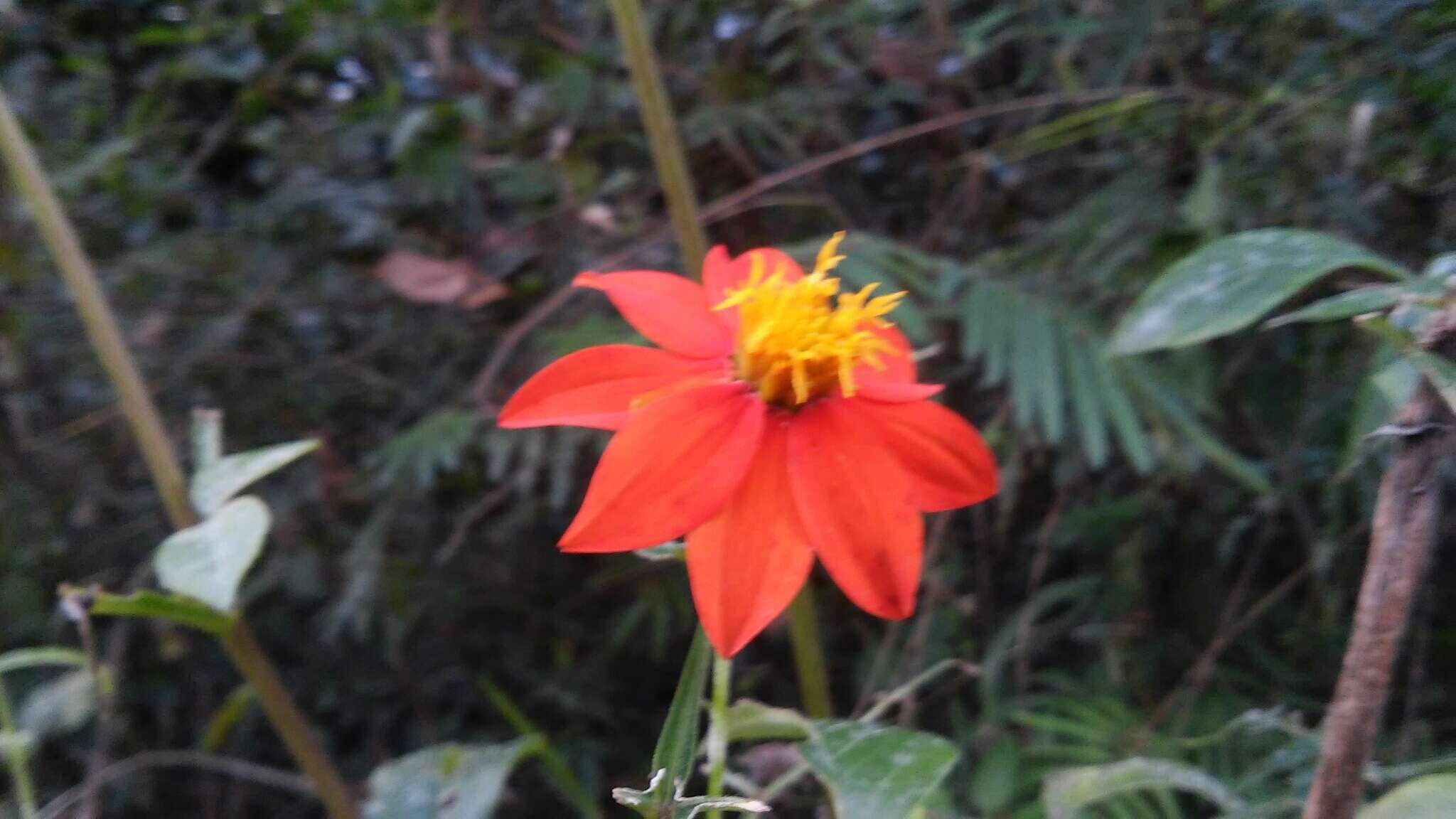 Image of red dahlia