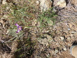 Image of Iris filifolia Boiss.