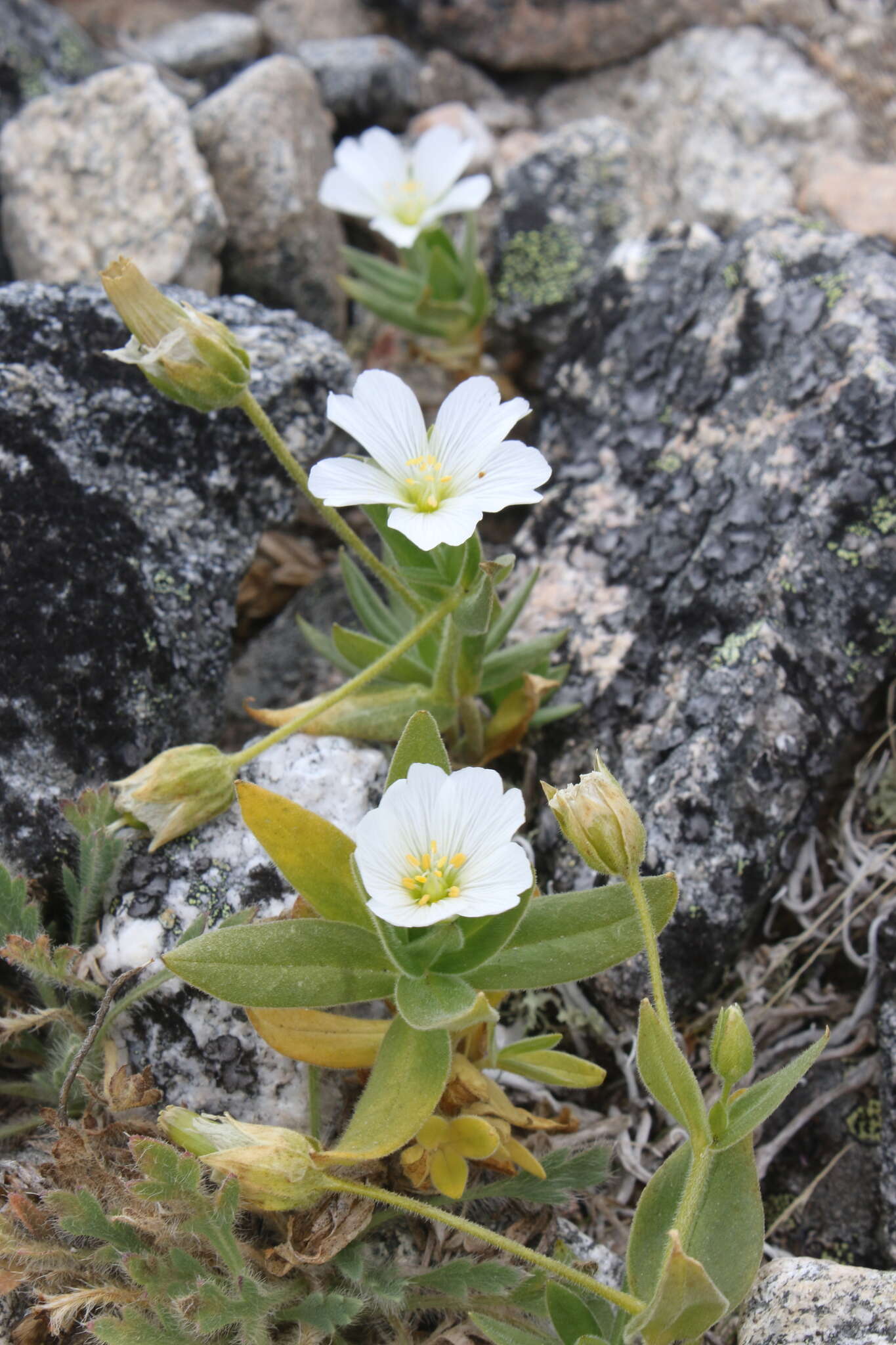 Imagem de Cerastium lithospermifolium Fisch.