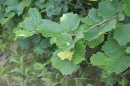 Image of Siberian hazelnut