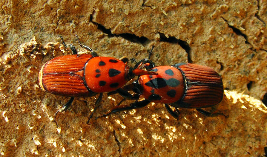 Image of Red palm weevil