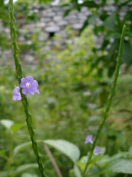 Image of light-blue snakeweed