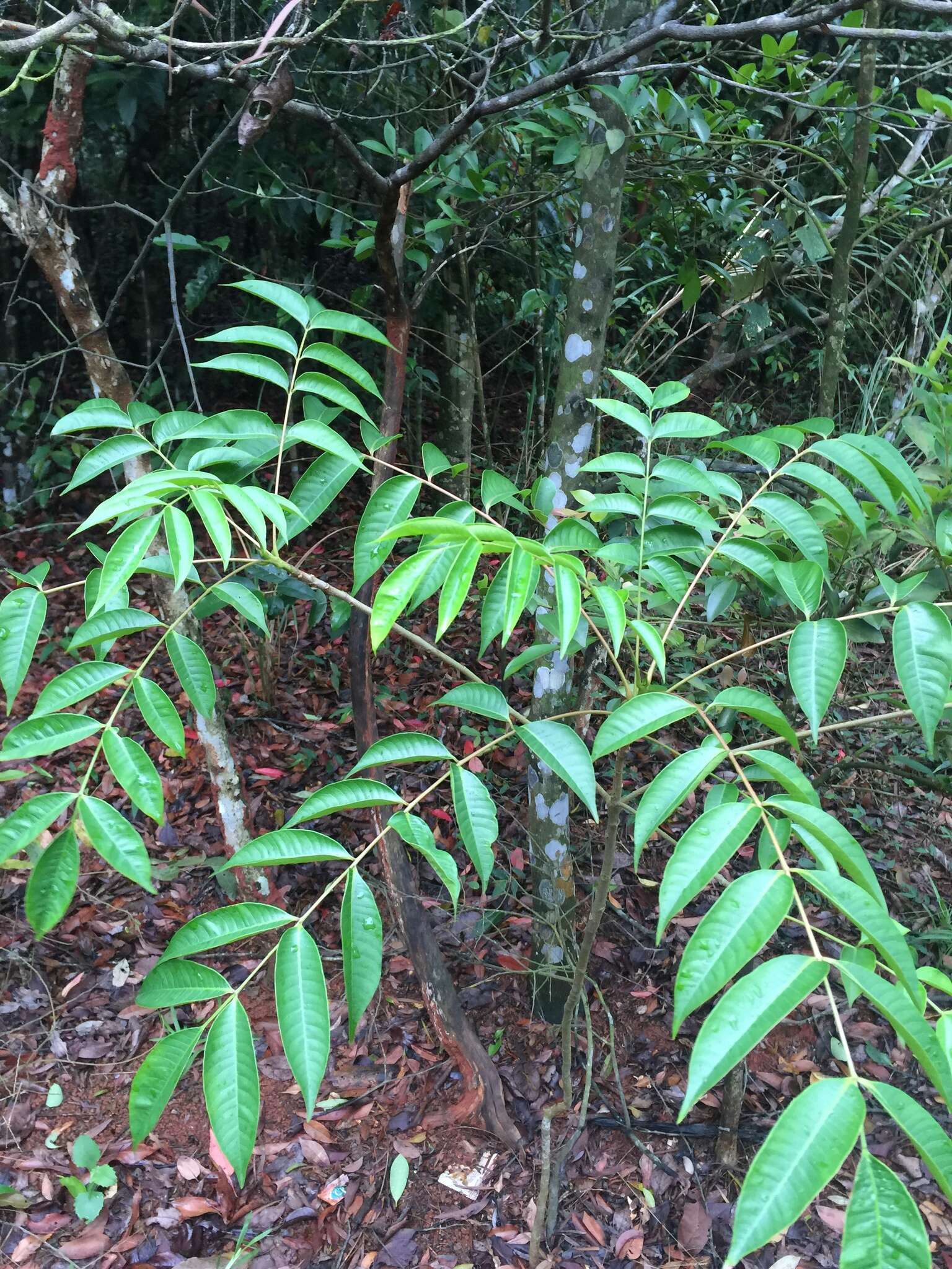 Image of wax tree