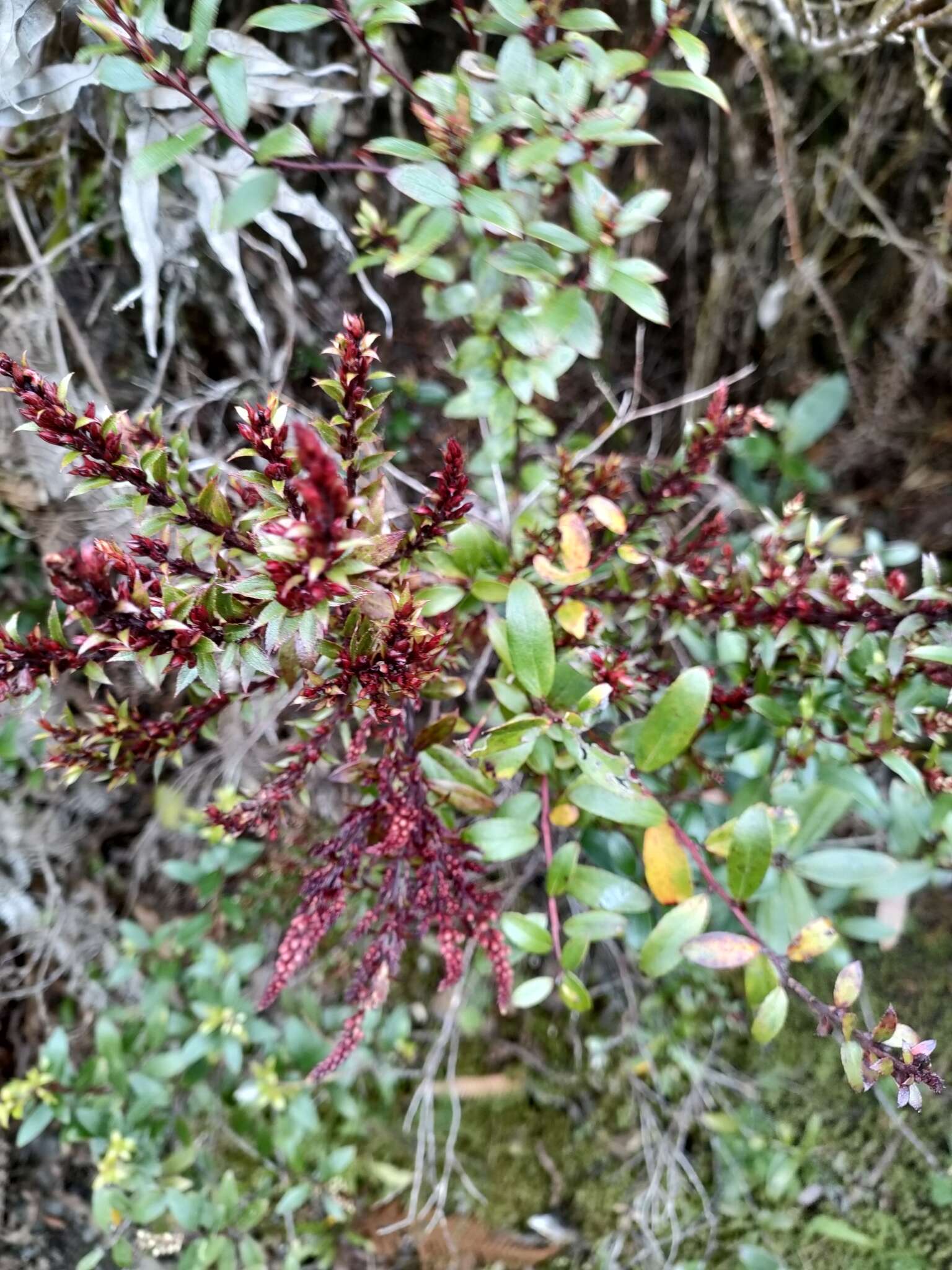 Image of Gaultheria paniculata B, L. Burtt & A. W. Hill