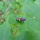 صورة Nicrophorus (Nicrophorus) defodiens (Mannerheim 1846)