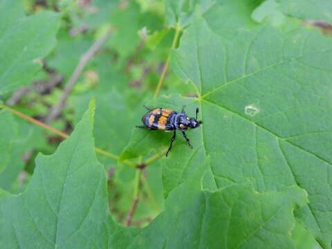 Image of Nicrophorus (Nicrophorus) defodiens (Mannerheim 1846)