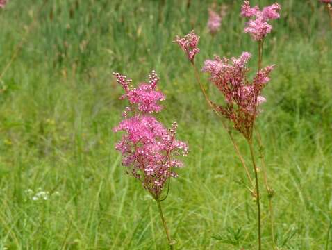 Image of queen of the prairie