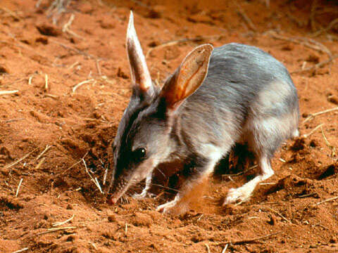 Image of rabbit-bandicoots