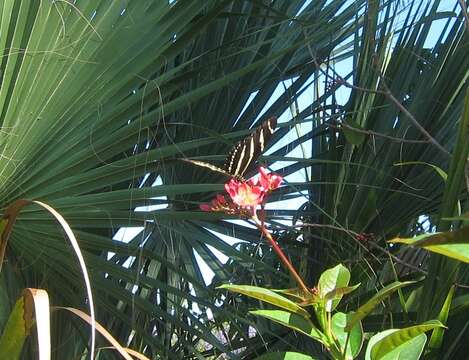 Heliconius charithonia tuckeri Comstock & Brown 1950的圖片