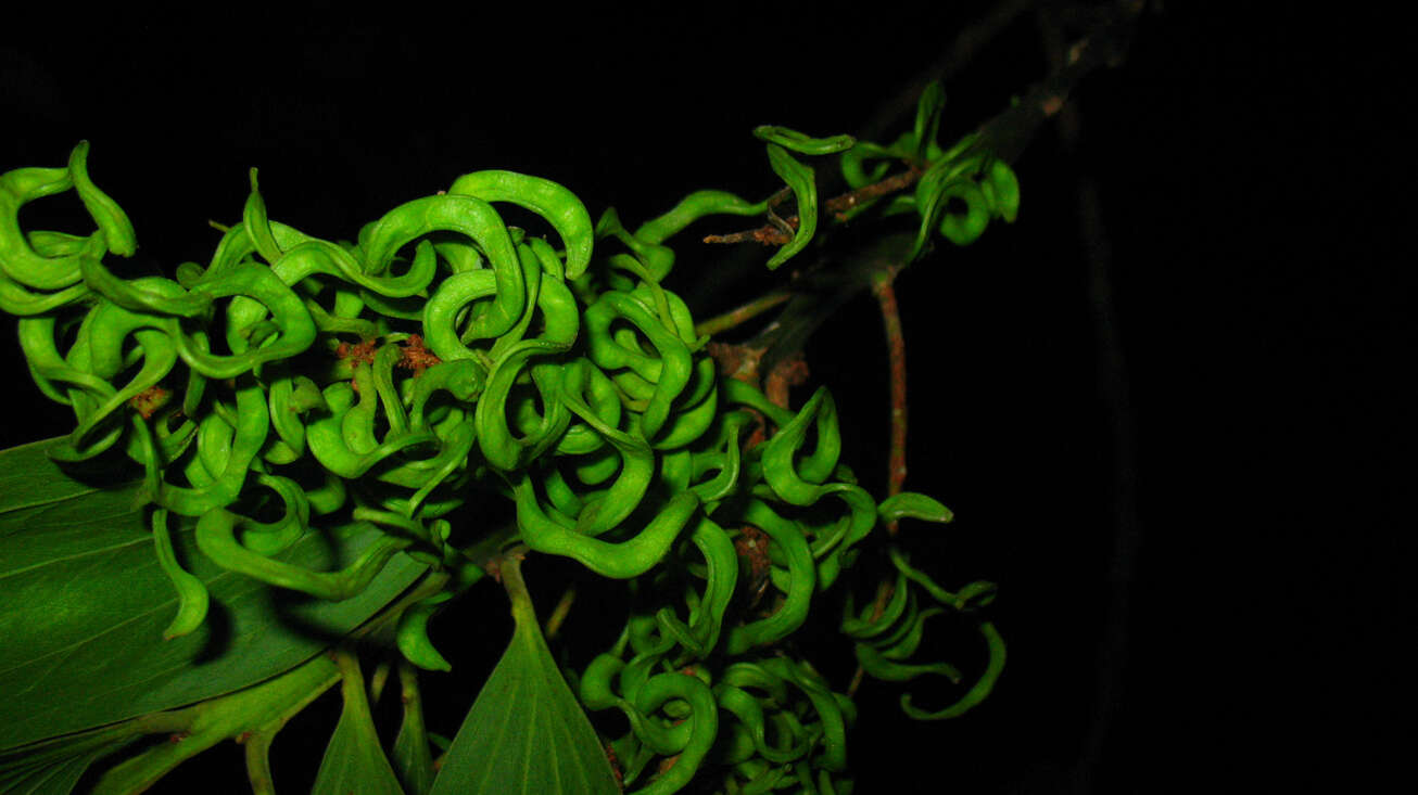 Image of Black wattle