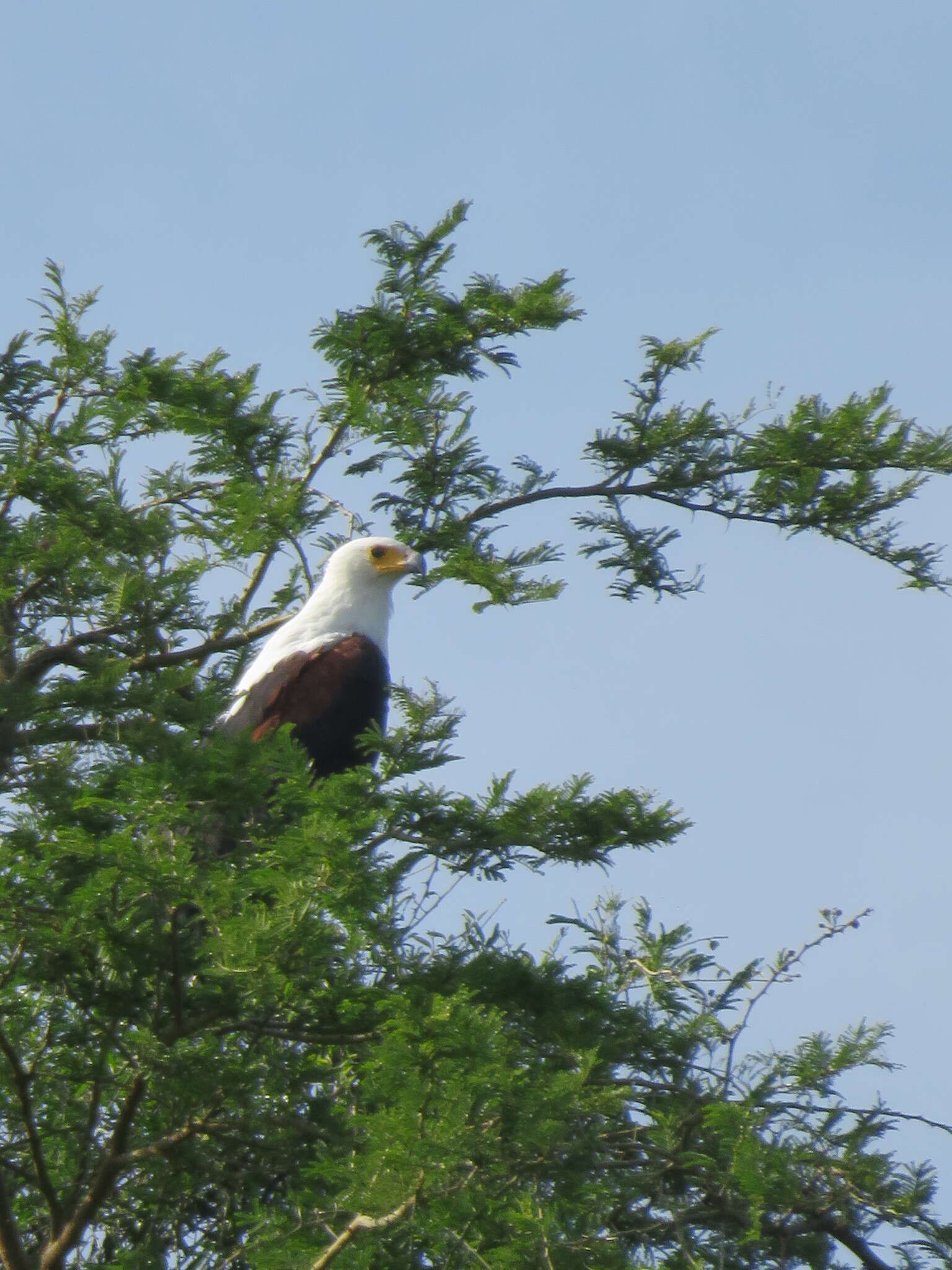 Image of African Fish Eagle