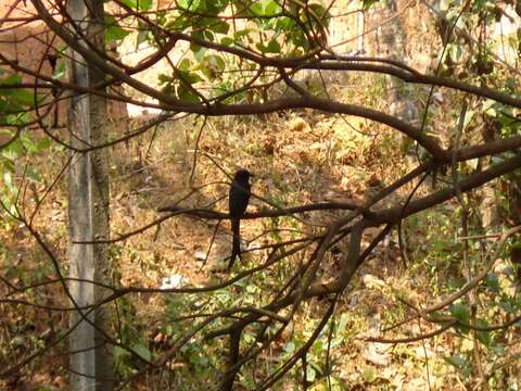 Image of Black Drongo