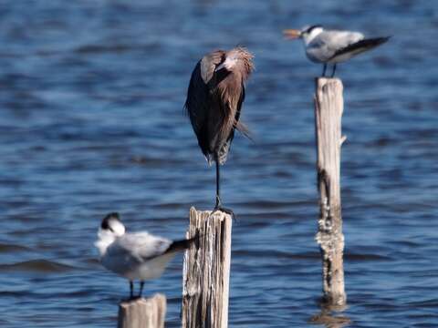 Image of Reddish Egret