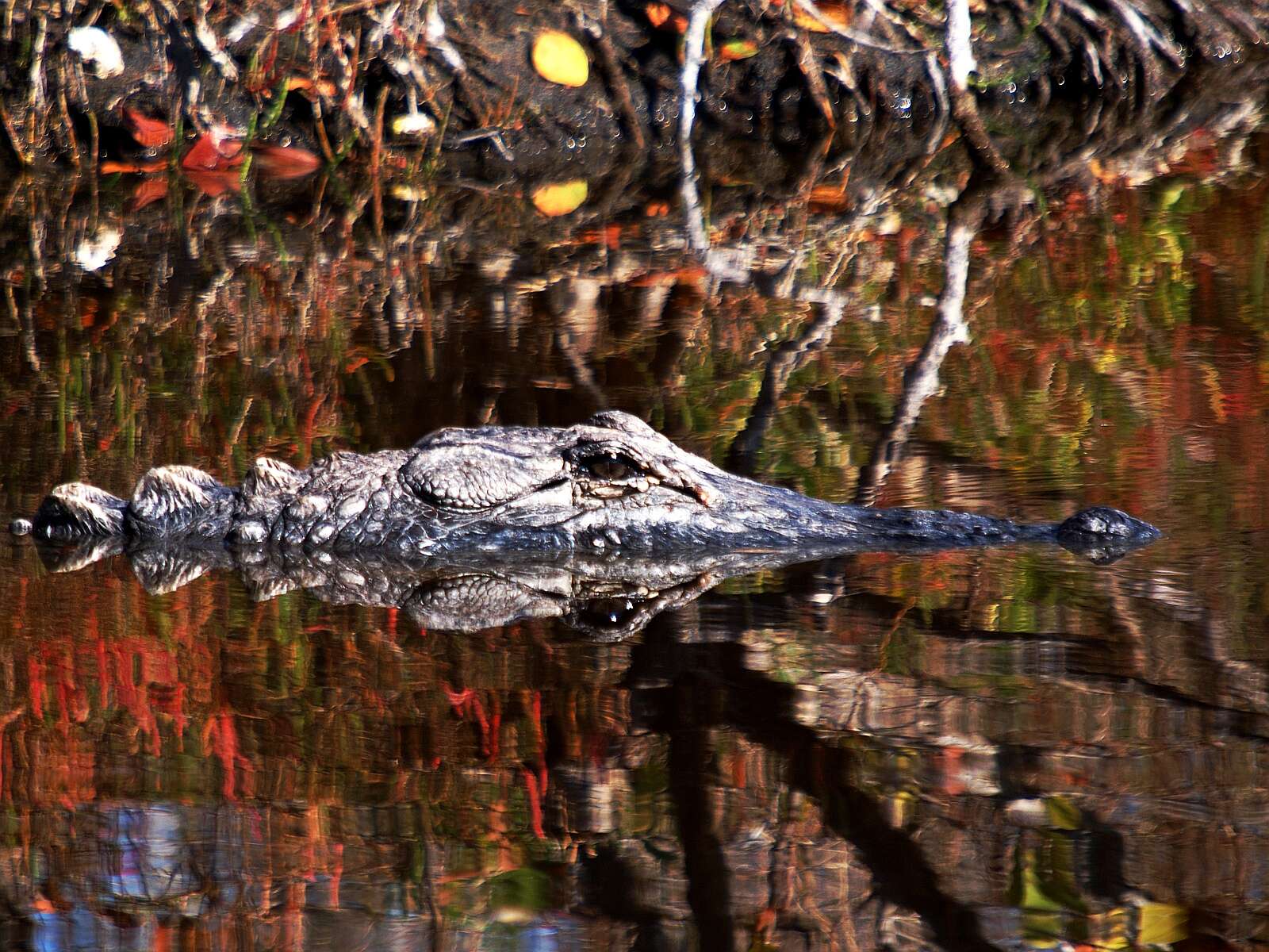 Image of alligators