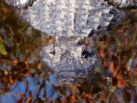 Image of alligators