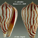 Image of Conus zebroides Kiener 1848