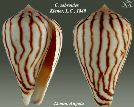 Image of Conus zebroides Kiener 1848