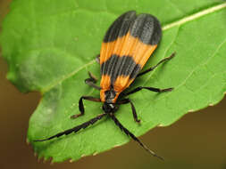 Image of Banded Net-wing