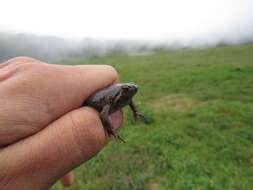 Image of Barber's Sheep Frog