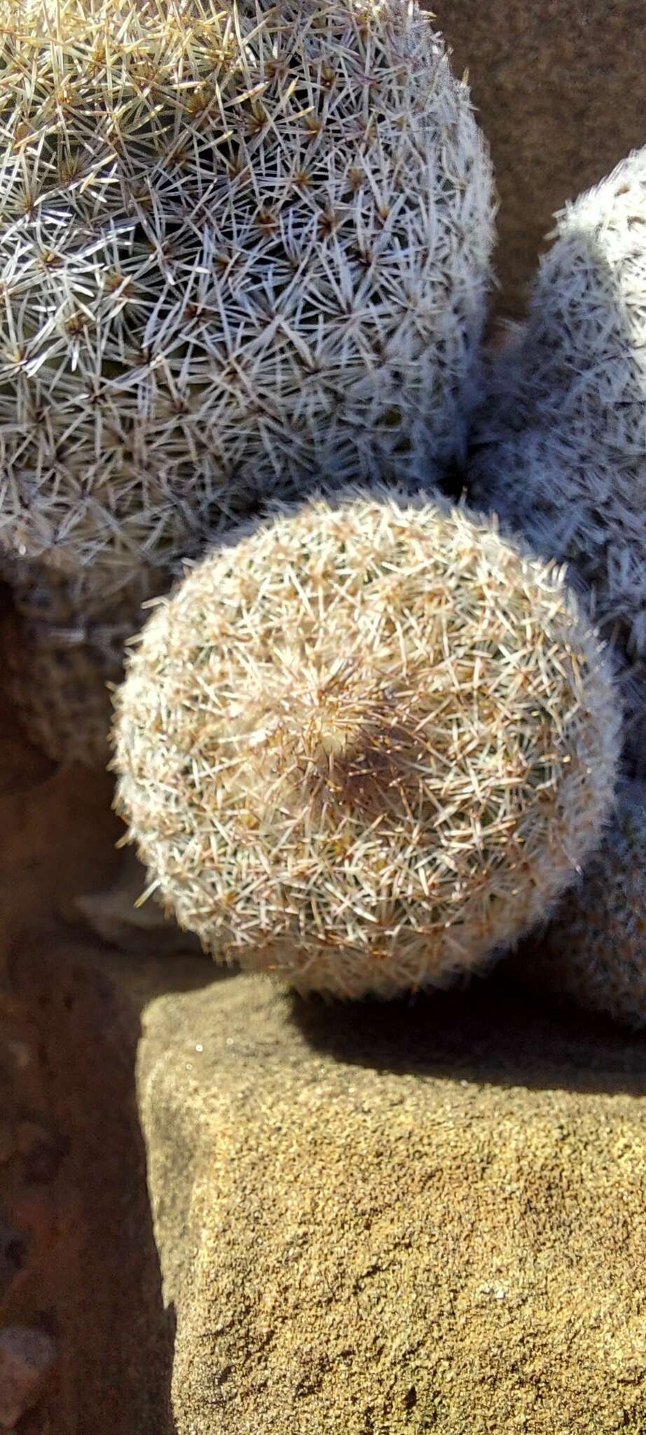 Image of Epithelantha pachyrhiza (W. T. Marshall) Backeb.