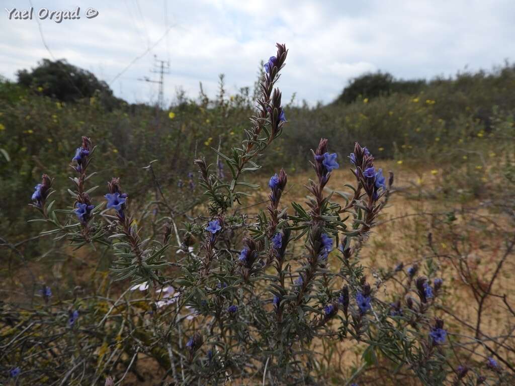 Image of Echiochilon fruticosum Desf.