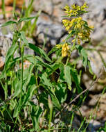 Image of Vincetoxicum hirundinaria subsp. adriaticum (G. Beck) Markgr.