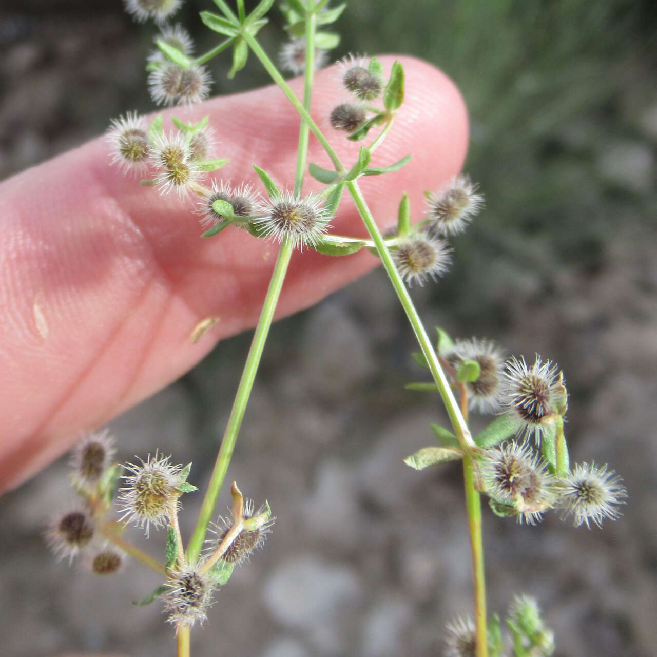 Image of limestone bedstraw