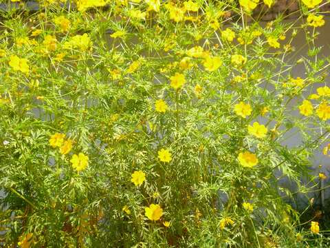 Image of sulphur cosmos