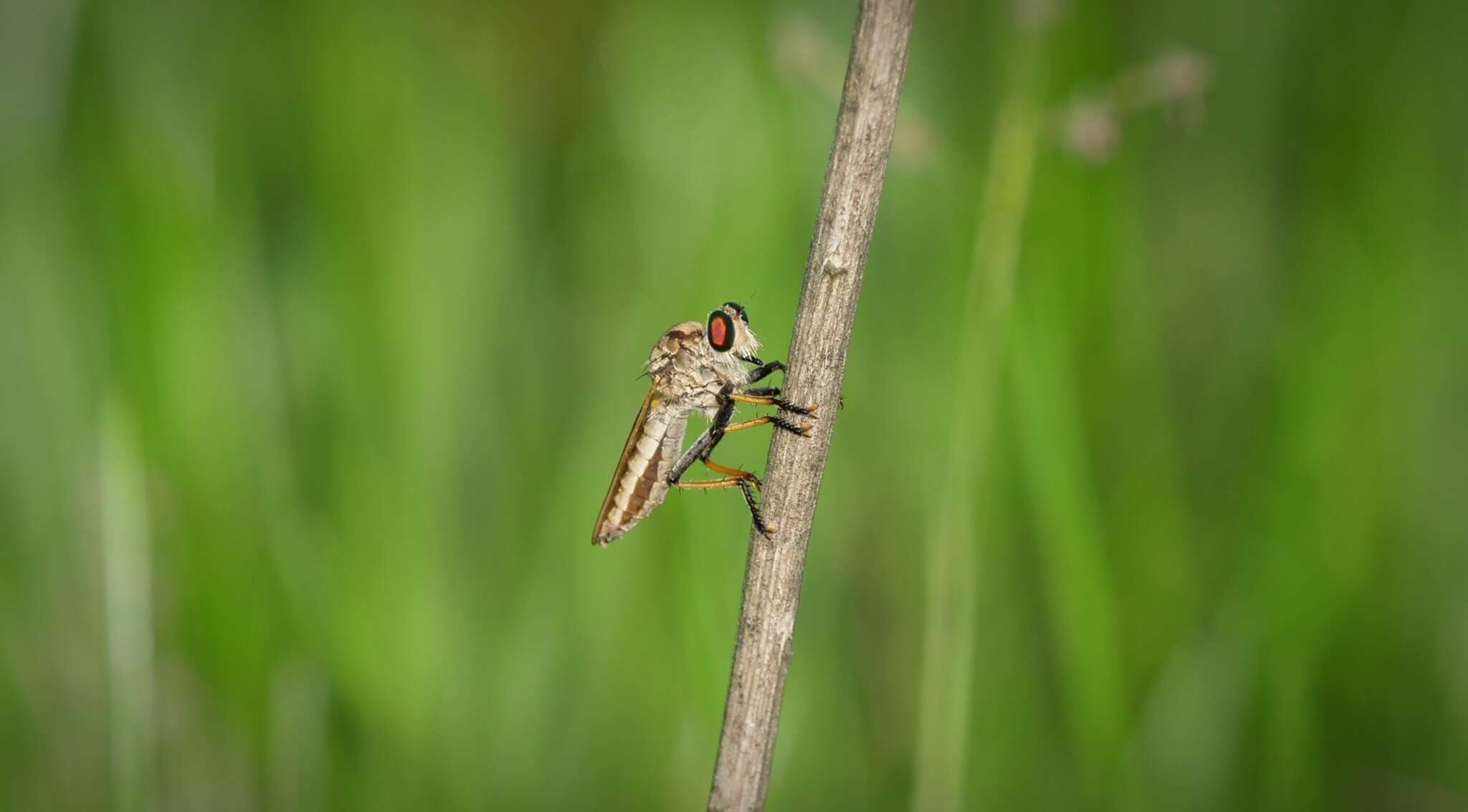 صورة Cophinopoda garnotii (Guerin-Meneville 1831)