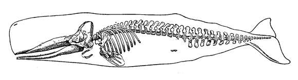 Image of Physeter Linnaeus 1758