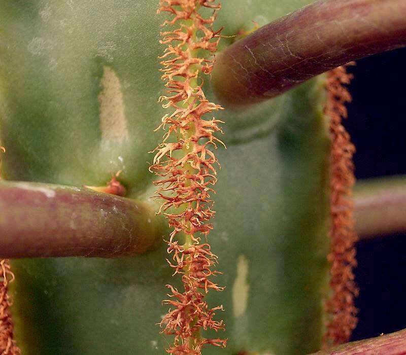 Euphorbia leuconeura Boiss. resmi