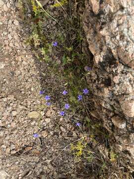 Image of basin bellflower