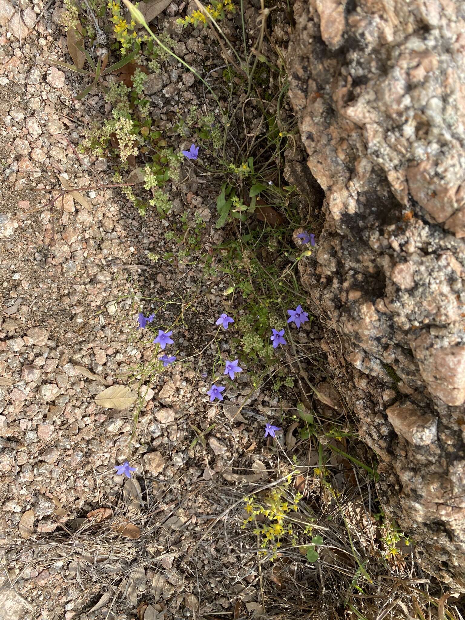 Image of basin bellflower