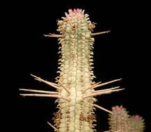 Слика од Euphorbia mammillaris L.